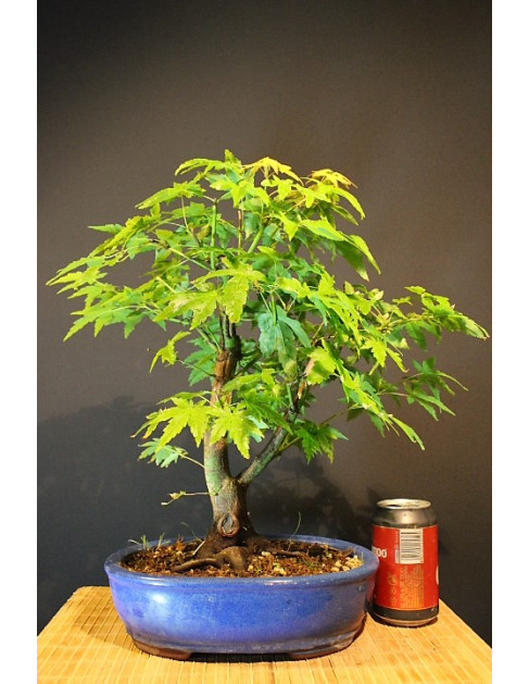 Arce Palmatum Yamamomijii