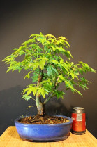 Arce Palmatum Yamamomijii