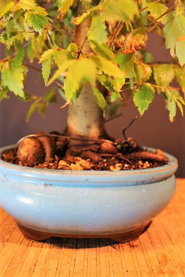 Zelkova Serrata Siberiana