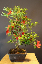 Azalea Satsuki Flor roja