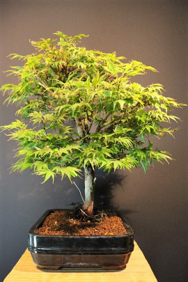 Arce Palmatum Shaina