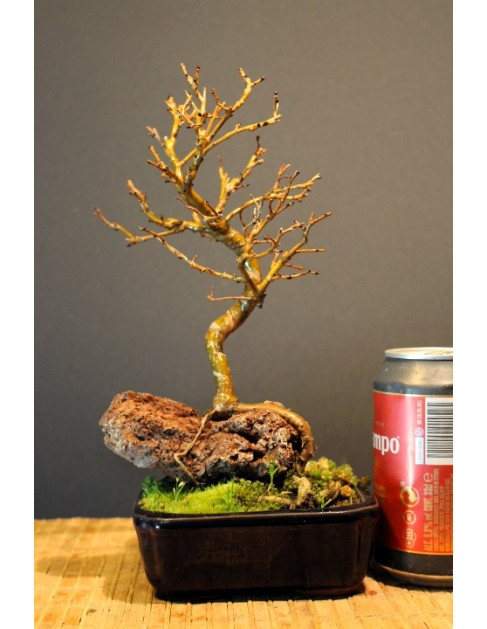 Zelkova