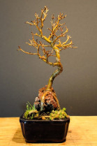 Zelkova