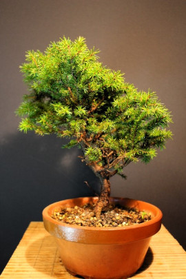 Picea de Jezoensis