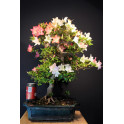 Azalea Satsuki Flor mixta