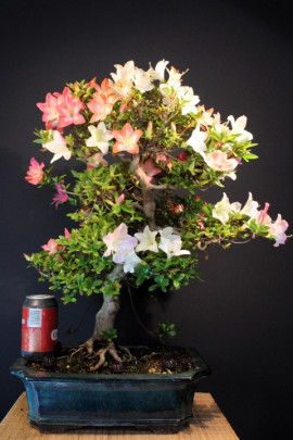 Azalea Satsuki Flor mixta