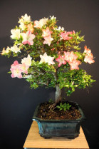 Azalea Satsuki Flor mixta