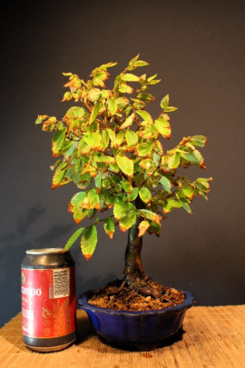 Zelkova Serrata