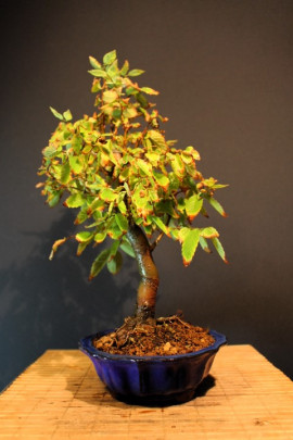 Zelkova Serrata