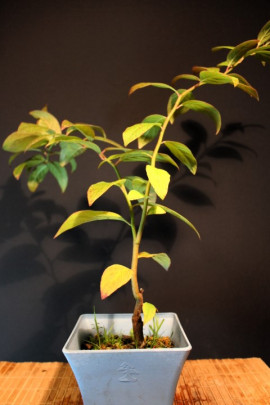 Itea Japónica