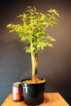 Arce Palmatum Yamamomijii