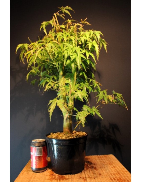 Arce Palmatum Yamamomijii