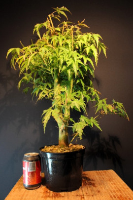 Arce Palmatum Yamamomijii