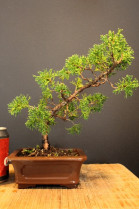 Junipero Chinensis Itowava