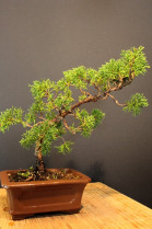 Junipero Chinensis Itowava