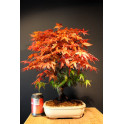Arce Palmatum Deshojo