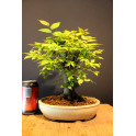 Zelkova Serrata