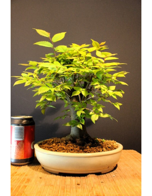 Zelkova Serrata