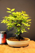 Zelkova Serrata