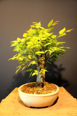 Zelkova Serrata