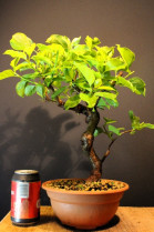 Celastro Hembra