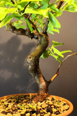Celastro Hembra