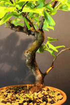 Celastro Hembra