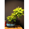 Zelkova Serrata, Olmo Siberiano