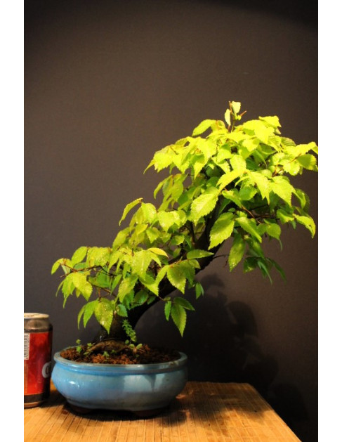 Zelkova Serrata, Olmo Siberiano