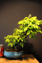 Zelkova Serrata, Olmo Siberiano