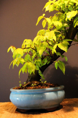 Zelkova Serrata, Olmo Siberiano