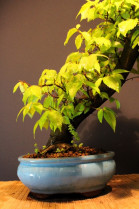 Zelkova Serrata, Olmo Siberiano