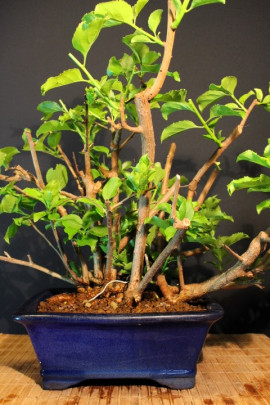 Celastro Hembra