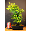 Zelkova Serrata, Olmo Siberiano