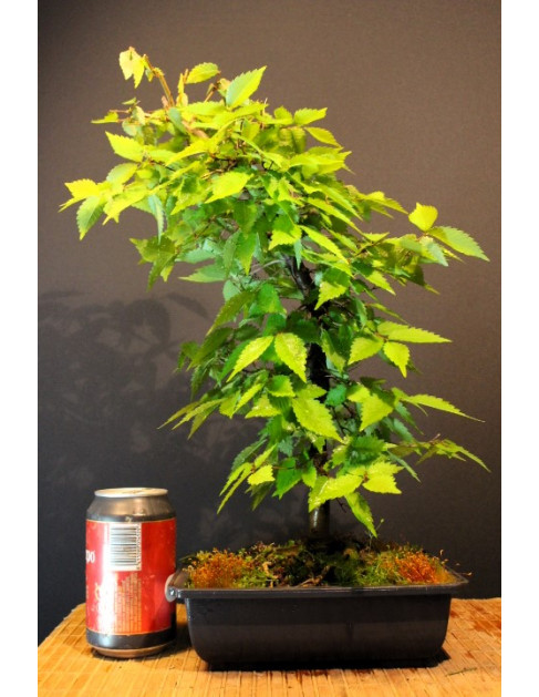 Zelkova Serrata, Olmo Siberiano