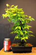 Zelkova Serrata, Olmo Siberiano