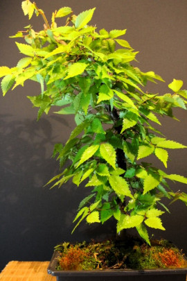 Zelkova Serrata, Olmo Siberiano