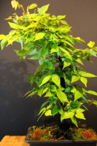 Zelkova Serrata, Olmo Siberiano