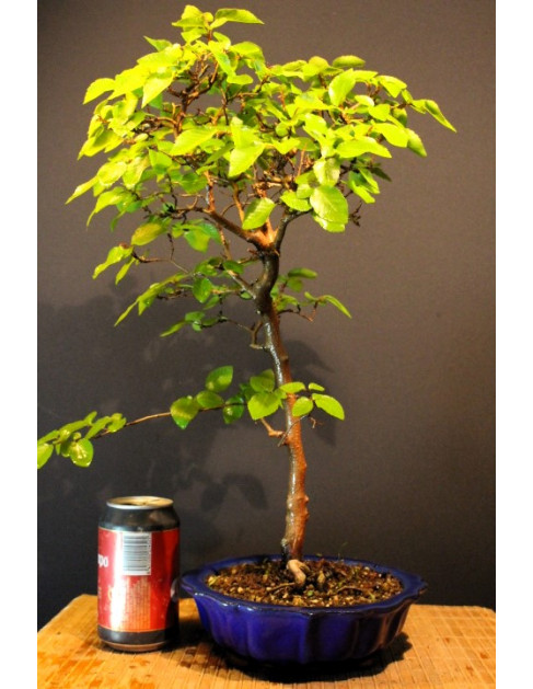 Carpe Coreano
