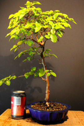 Carpe Coreano