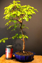 Carpe Coreano