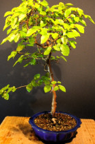 Carpe Coreano